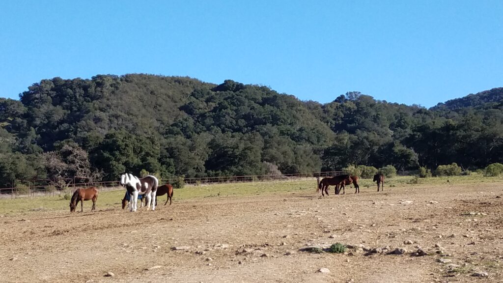 Rancho Oso Horse Ranch