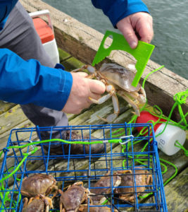 Crabbing Winchester Bay