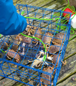 Crabbing Winchester Bay