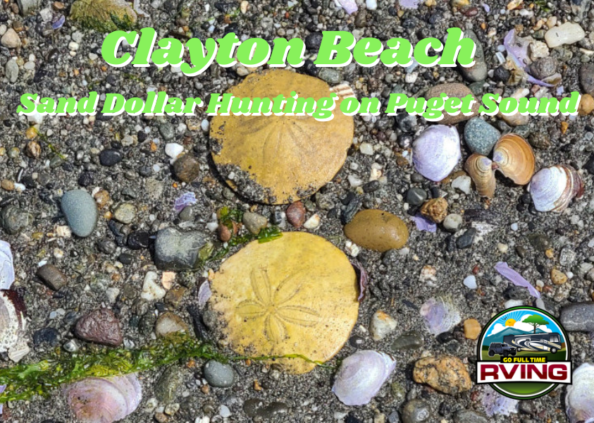 Clayton Beach – Sand Dollar Hunting
