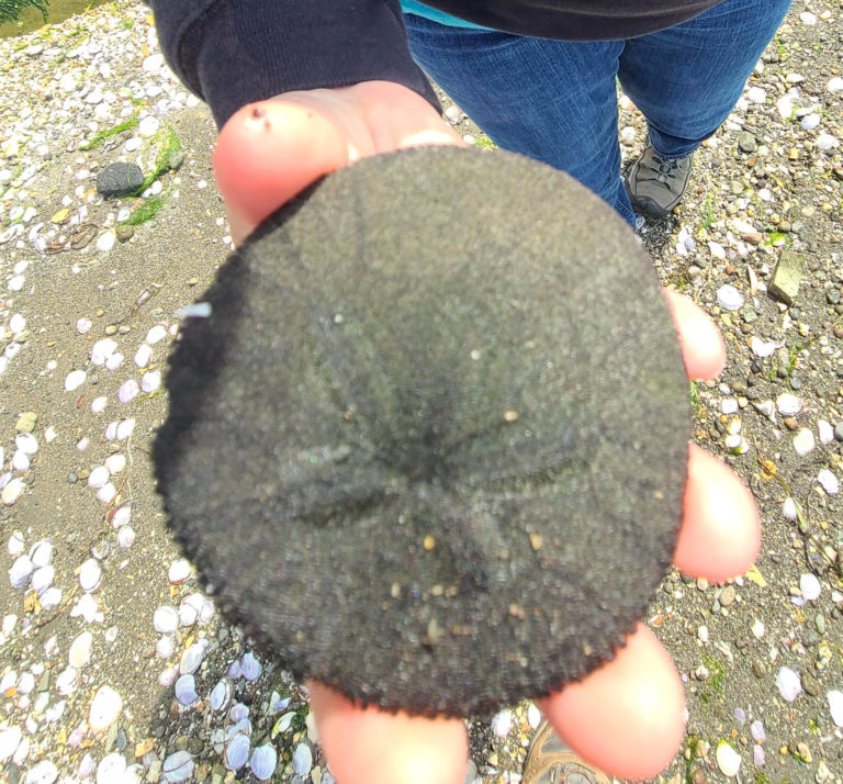 Clayton Beach – Sand Dollar Hunting