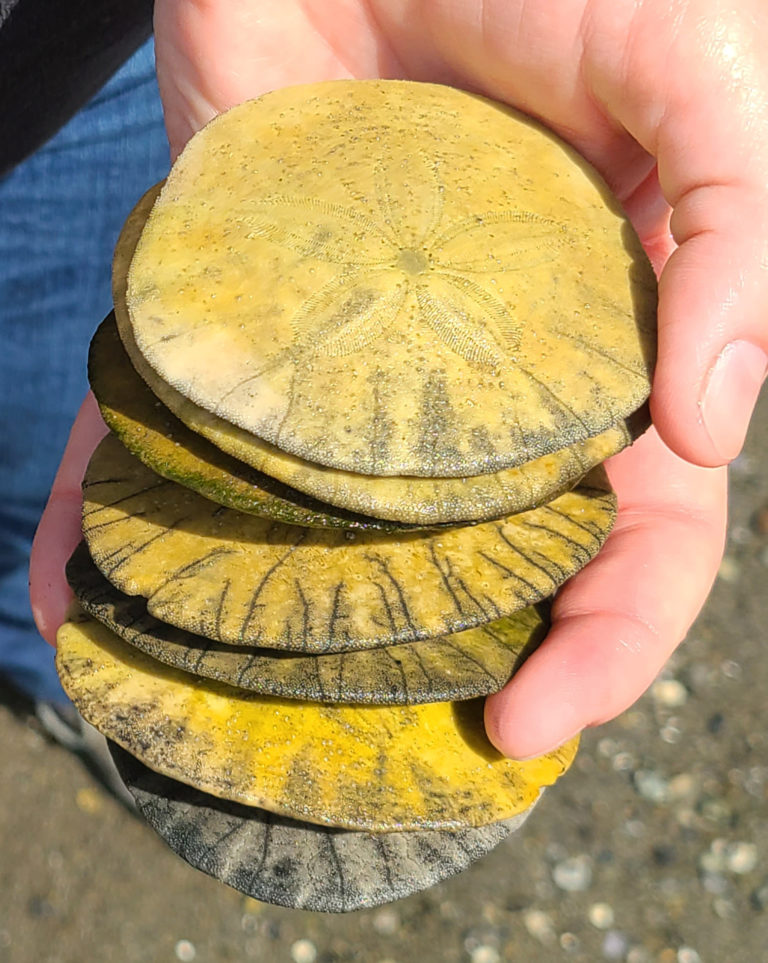 Clayton Beach – Sand Dollar Hunting