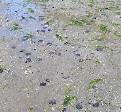 Clayton Beach – Sand Dollar Hunting