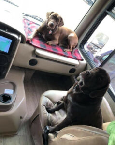 RVing with Dogs