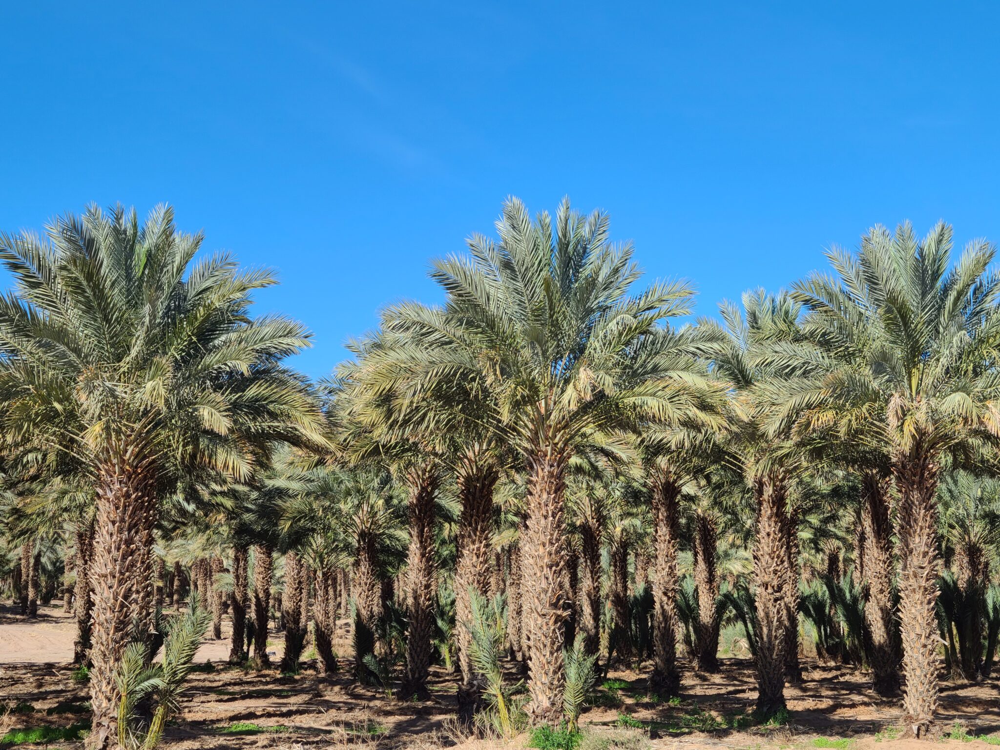 Martha’s Gardens Medjool Date Farm Yuma Arizona