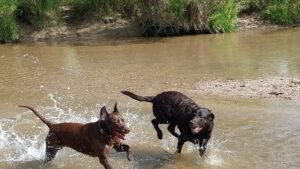 RVing with Dogs