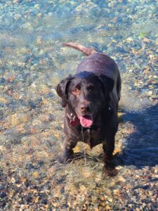 RVing with Dogs