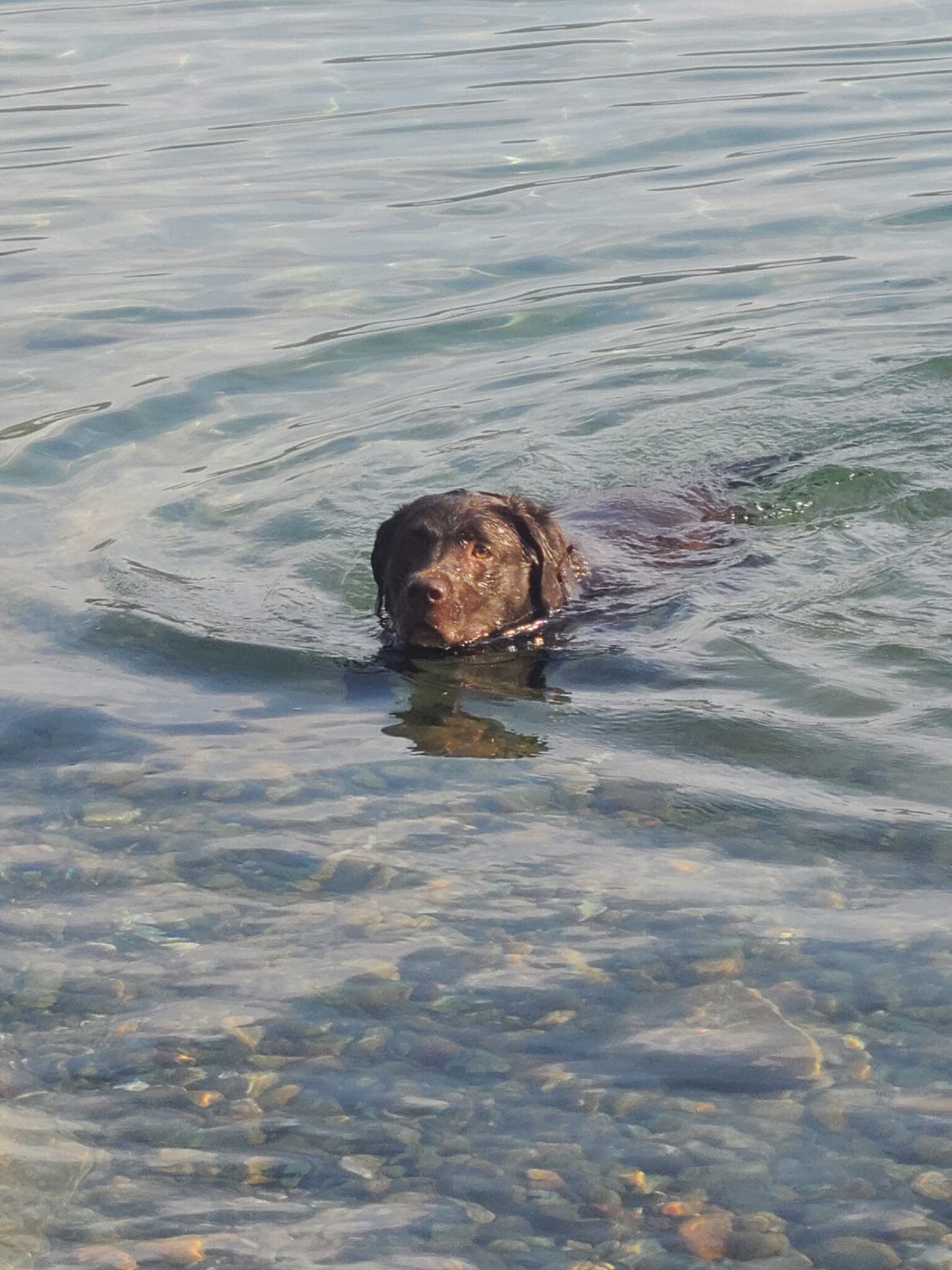 RVing with Dogs Safe Swimming in Lakes, Rivers, and Oceans