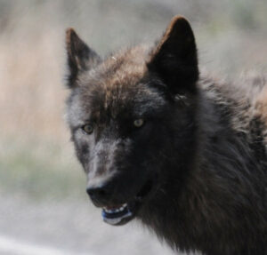 Wolf Up Close
