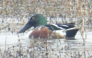 Hagerman National Wildlife Refuge