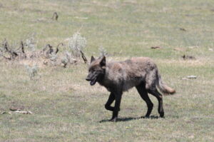 Wolf