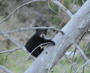 Bear Cub