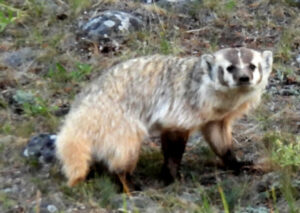 Badger