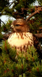 Hawk