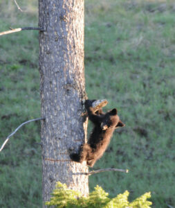 Baby Bear