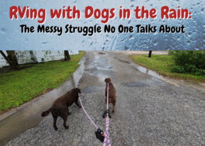 RVing with Dogs in the Rain