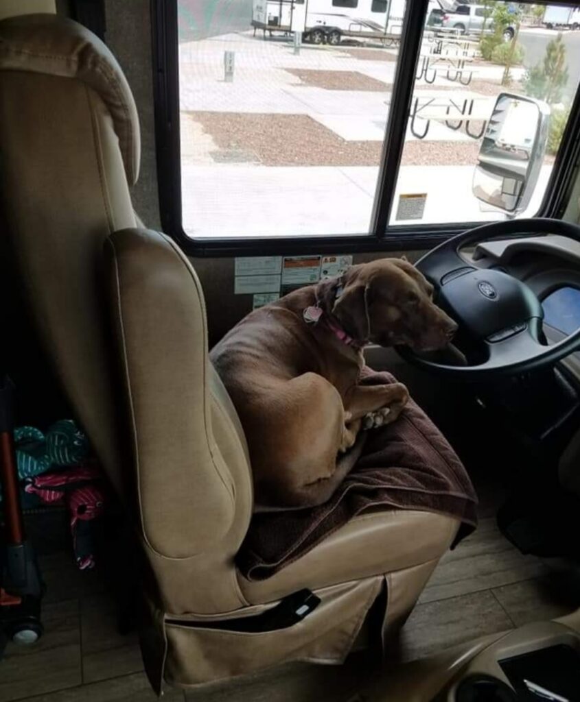 Ruby Sleeping on her Steering Wheel Pillow