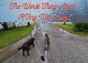 The Worst Thing About RVing with Dogs