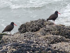 sea birds