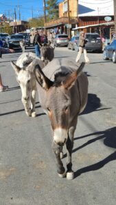 Oatman Arizona