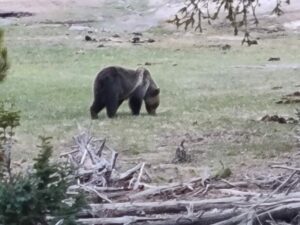 Grizzly Bear