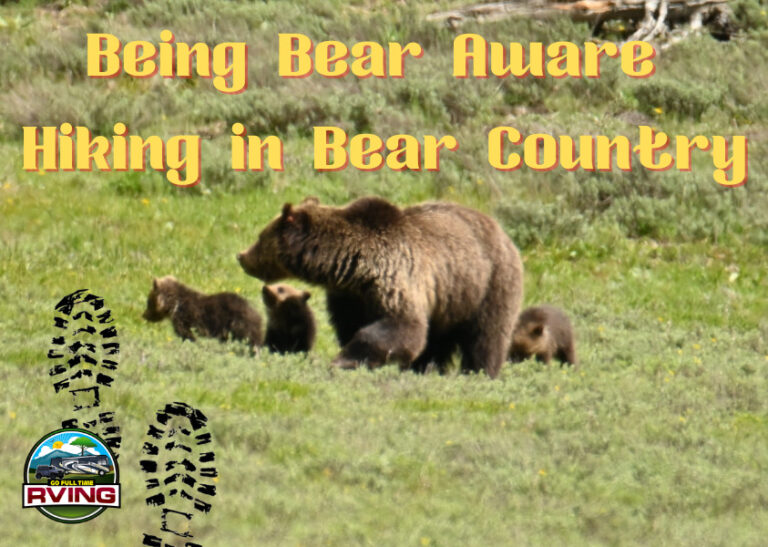 Being Bear Aware – Hiking in Bear Country