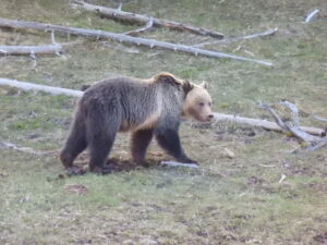 Grizzly Bear