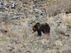 Grizzly Bear