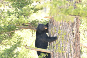Black Bear