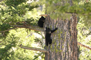 Bear Cubs