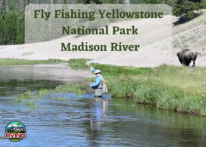 Fly Fishing Yellowstone National Park Madison River