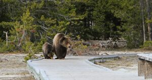 Grizzly Bears