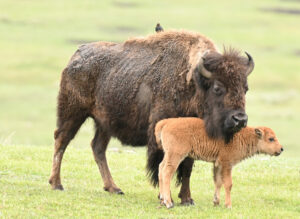 Bison Cow and Calf