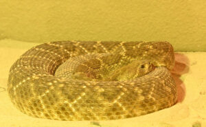 Rattle Snake