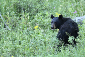 Black Bear