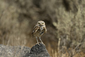 Burrowing Owl