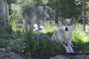 Wolves