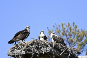 Osprey