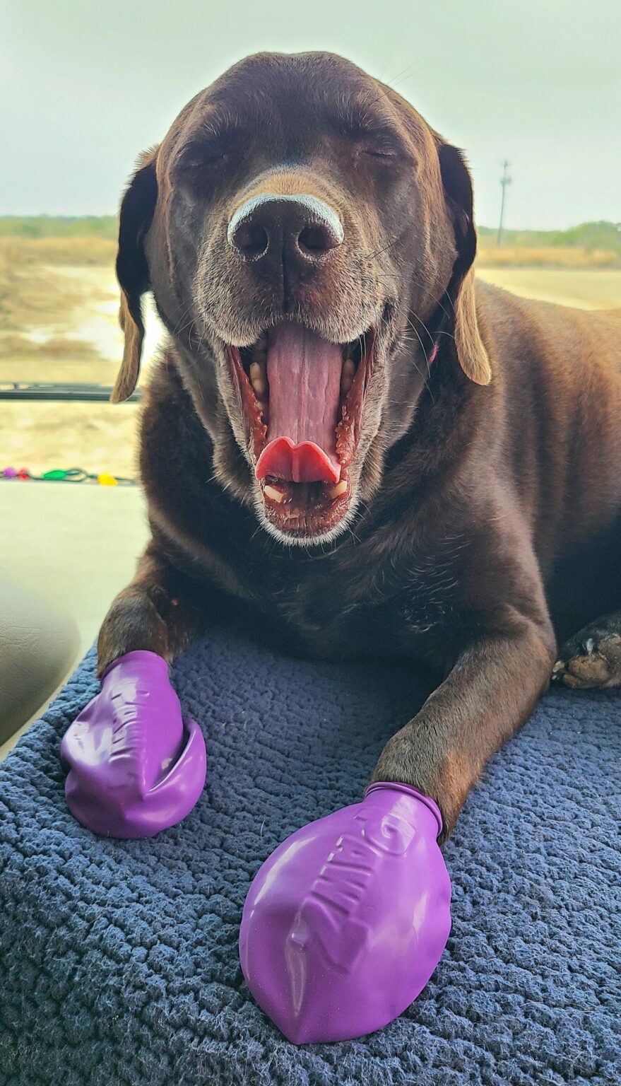 PawZ Natural Rubber Dog Boots Review Go FullTime RVing