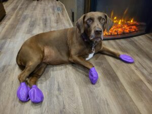 PawZ Rubber Dog Boots on Ruby