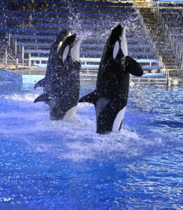Orcas Jumping