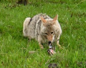 Coyote eating bone