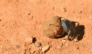 Dung Beetle