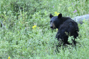 Black Bear looking over its shoulder