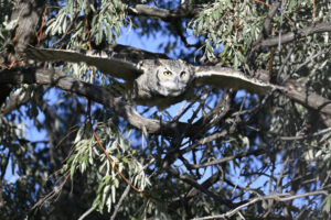 Great Horned Owl Flying