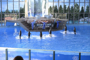 White Sided Dolphins SeaWorld