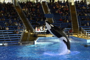 Orca Jumping at SeaWorld