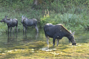 Cow Moose and Calves