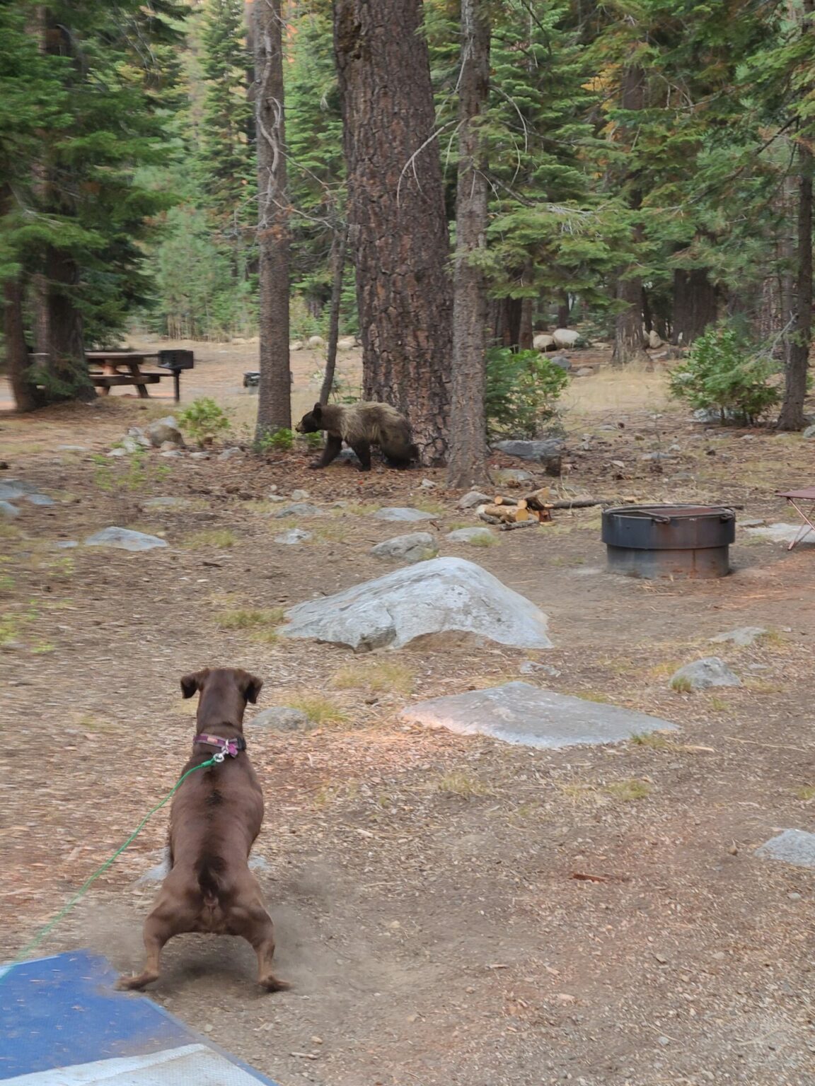 Fallen Leaf Campground Review - South Lake Tahoe