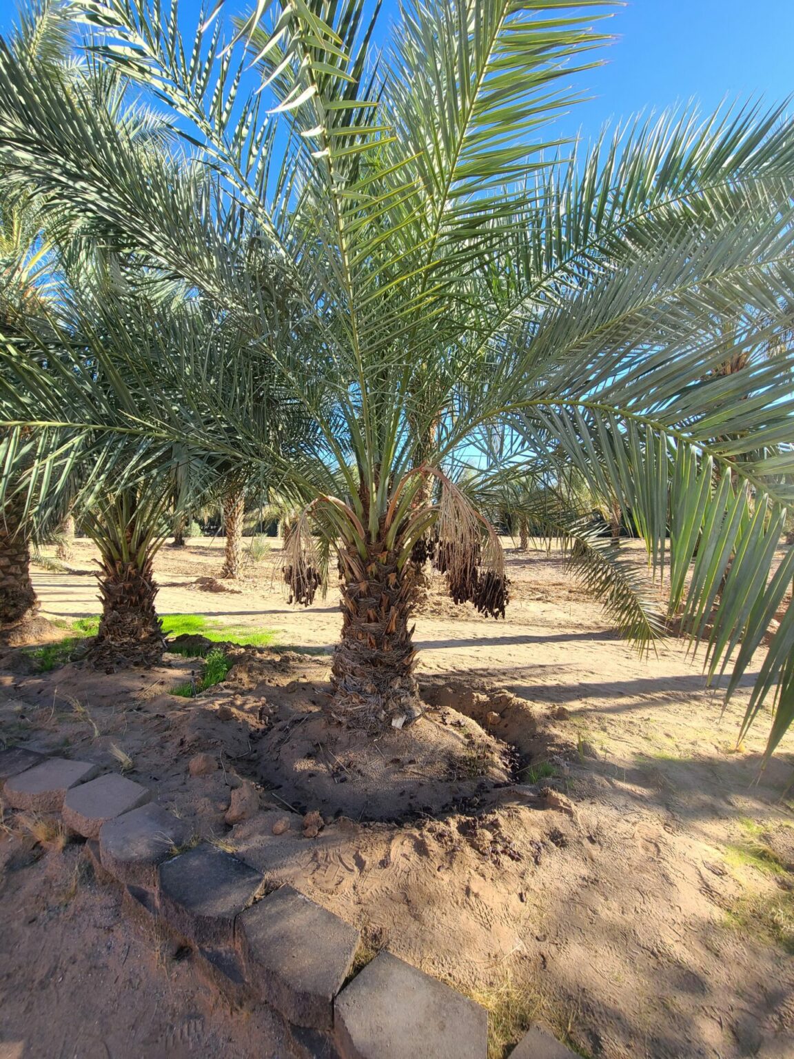 Martha’s Gardens Medjool Date Farm Yuma Arizona